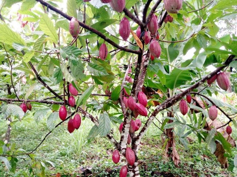cocoa tree and pods